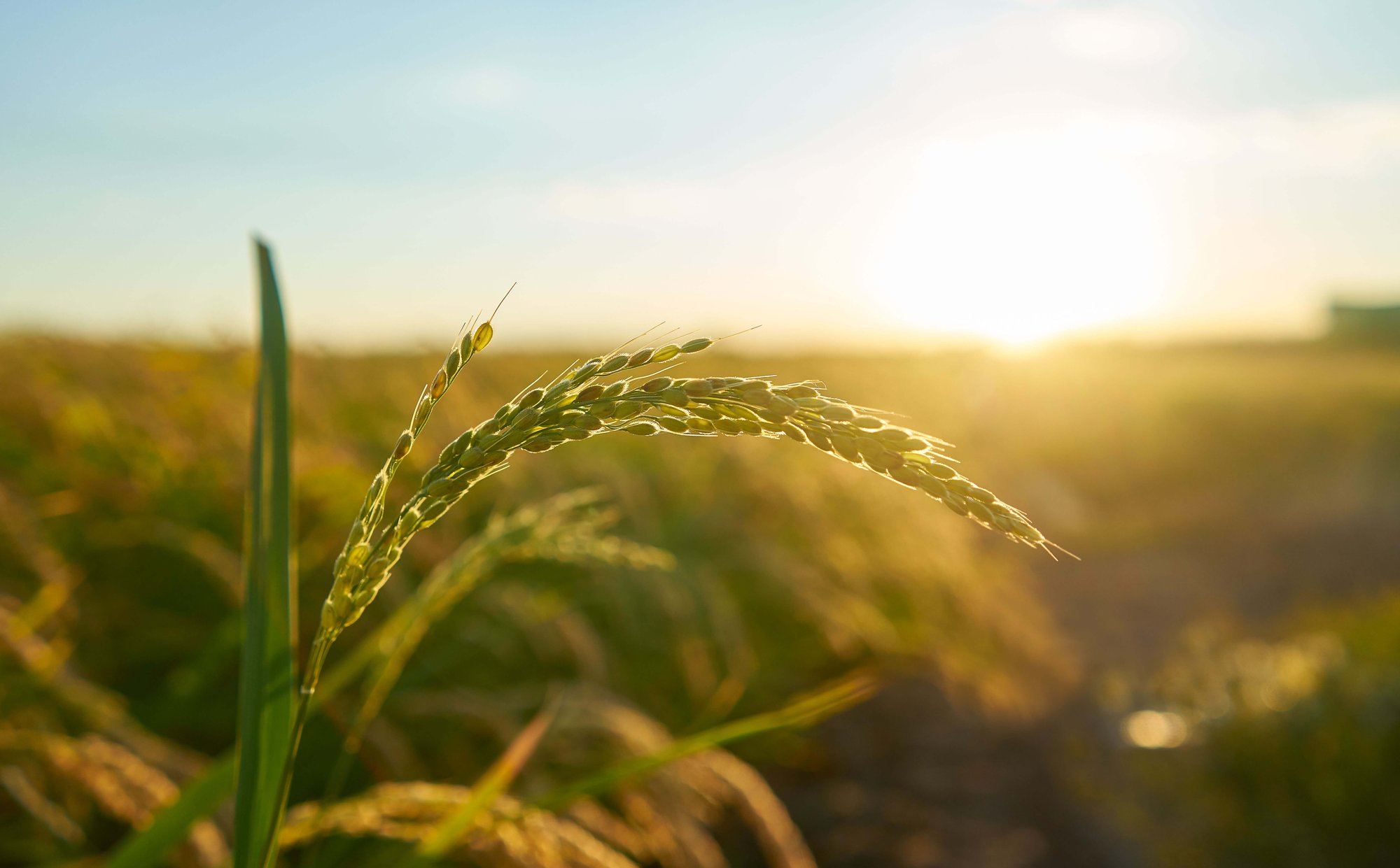 Case Studies - Food and Agriculture