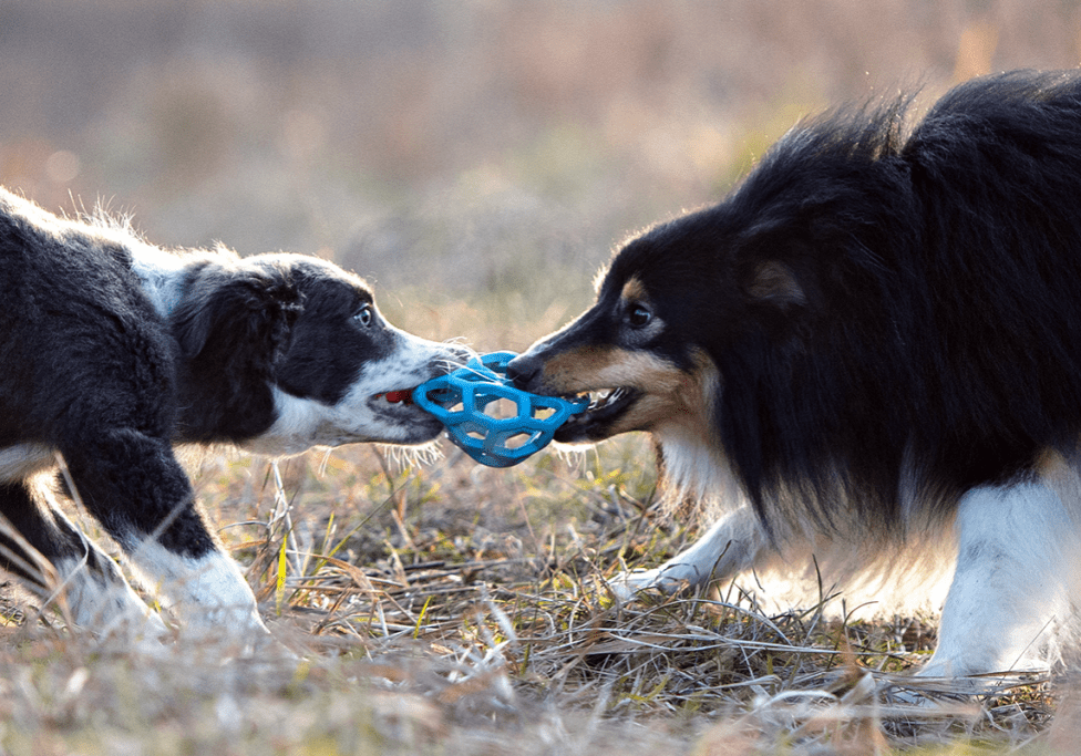 Two dogs using draw out skills playing tug of war